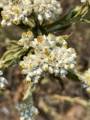 Pseudognaphalium chartaceum