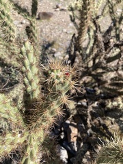 Cylindropuntia acanthocarpa acanthocarpa
