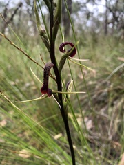 Cryptostylis leptochila