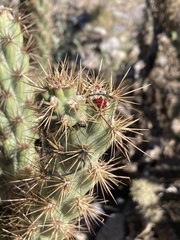 Cylindropuntia acanthocarpa acanthocarpa