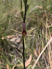 Cryptostylis leptochila