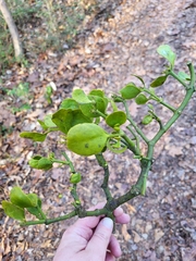 Phoradendron leucarpum