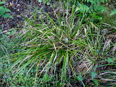 Carex forsteri