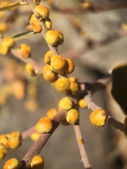 Cerococcus quercus