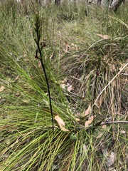Cryptostylis leptochila