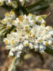 Pseudognaphalium chartaceum