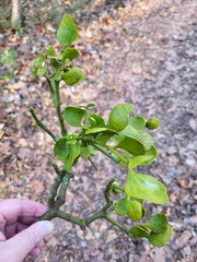 Phoradendron leucarpum