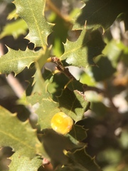 Cerococcus quercus