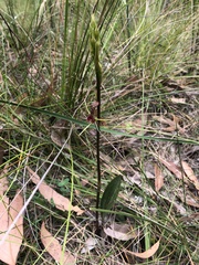 Cryptostylis leptochila