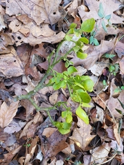Phoradendron leucarpum