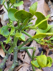 Phoradendron leucarpum