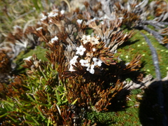 Dracophyllum prostratum