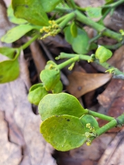 Phoradendron leucarpum