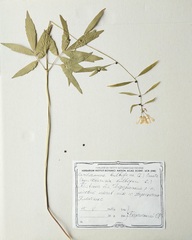 Cardamine bulbifera
