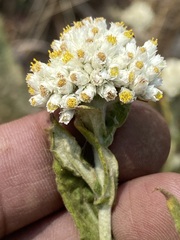 Pseudognaphalium chartaceum