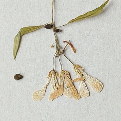 Cardamine bulbifera