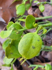 Phoradendron leucarpum