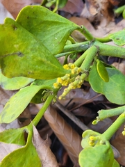 Phoradendron leucarpum