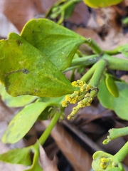 Phoradendron leucarpum