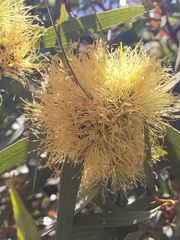 Eucalyptus macrandra