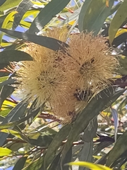 Eucalyptus macrandra