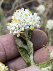 Pseudognaphalium chartaceum