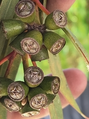 Eucalyptus macrandra