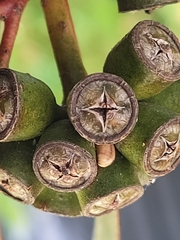 Eucalyptus macrandra
