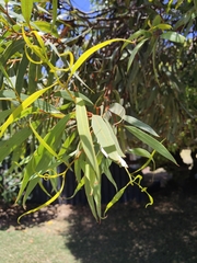 Eucalyptus macrandra