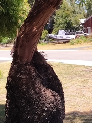 Eucalyptus macrandra