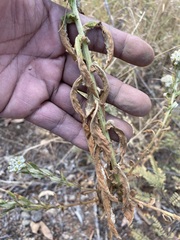 Pseudognaphalium chartaceum