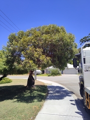 Eucalyptus macrandra