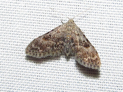 Sigela brauneata