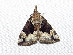 Hypena palparia