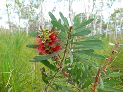 Melaleuca pachyphylla