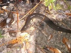 Siren intermedia