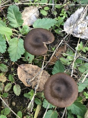 Entoloma vernum