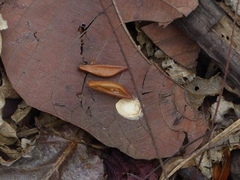 Strobilanthes callosa
