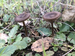 Entoloma vernum