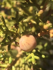 Walshomyia juniperina