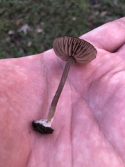 Entoloma vernum
