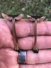 Entoloma vernum
