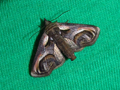 Paectes oculatrix