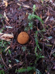 Elaphomyces muricatus