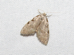 Nola triquetrana