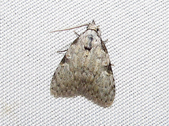 Nola triquetrana
