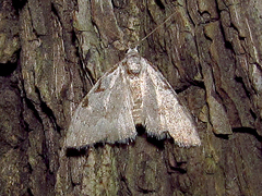 Nola triquetrana