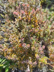 Acrothamnus colensoi