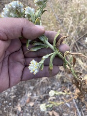 Pseudognaphalium chartaceum