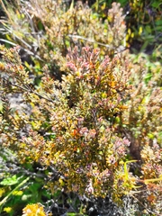 Acrothamnus colensoi